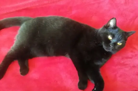 Кошки потеряшки, Санкт-Петербург, фото: Потеряшка чёрная кошка на Будапештской, 38 к2, СПб