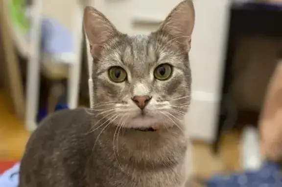 Кошки потеряшки, Москва, фото: Потеряшка кот Джойкин на Халтуринской, вознаграждение гарантировано