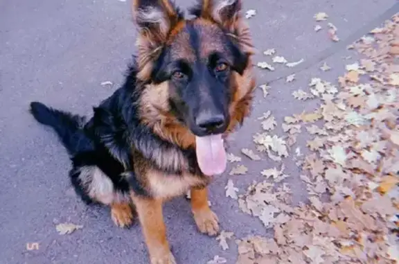 Пропала собака Пума в поселке Алтан, Казань