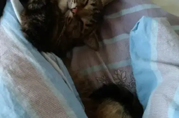 Кошки потеряшки, Новосибирск, фото: Потеряшка кошка Котик, адрес: 2-я Обская улица, 69, Новосибирск.