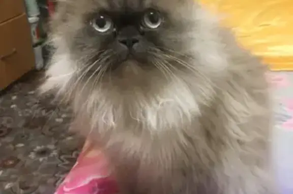 Пропала персидская кошка на улице Залесская, 38 в Томске
