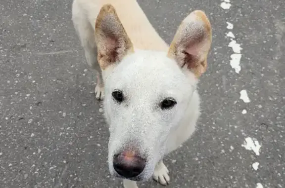 Найдена собака на Тепличной улице, Пенза