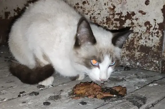 Найдена кошка с голубыми глазками на Воронова, 8
