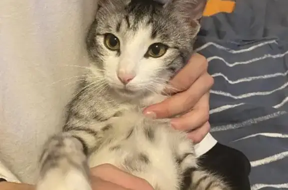 Найден ручной кот на Ташкентской, Москва