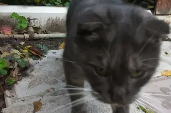 Найдена кошка в Навашино, ищем хозяев