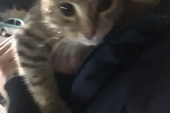 Найдена вислоухая шотландская кошка на Советской улице