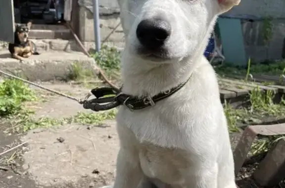 Потерянные животные Новокузнецк, фото: Пропала собака в Редаково, Соколуха, Точилино, откликается на Байкал, Бай, Бася, Байк.