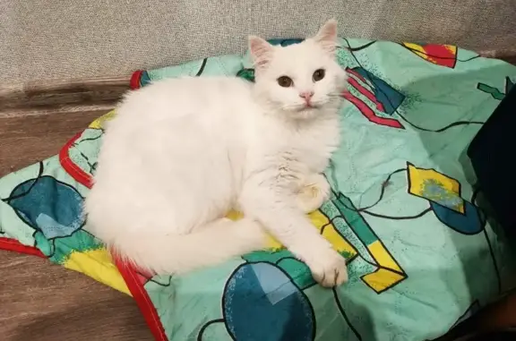 Найдена белая кошка в Московской области