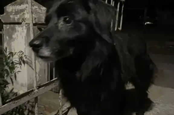 Найдена ласковая собака на ул. Гоголя, 27