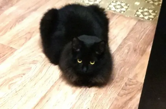 Пропала пушистая черная кошка без хвоста в Щекино, помогите найти! 🐾