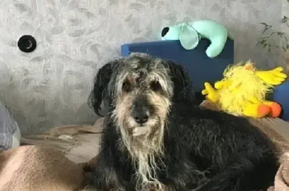 Собаки потеряшки, Москва, фото: Потеряшка собака Мартин на Кетчерской, д.6, к.3, кв.33