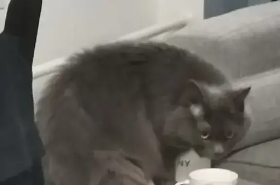 Кошки потеряшки, Москва, фото: Потеряшка кот Кинтекс на Шепелюгинской улице, Москва