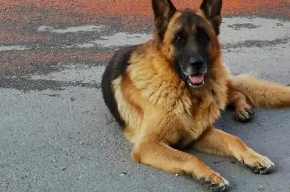 Найдена собака на Грэсовской улице, ищем хозяина!