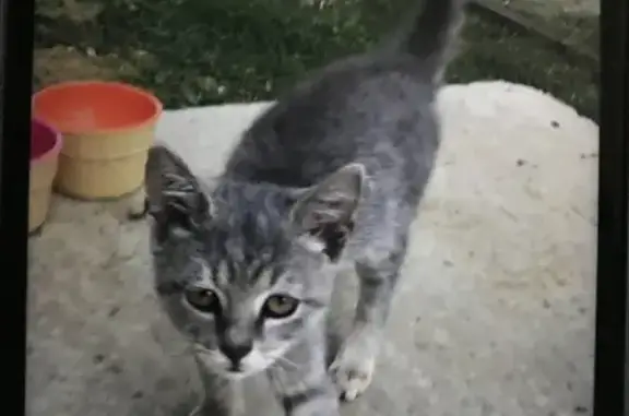 Пропала кошка на улице Лермонтова, Северская