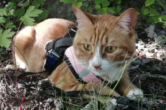 Пропала кошка на Пушкинской, 47 в Дальнегорске