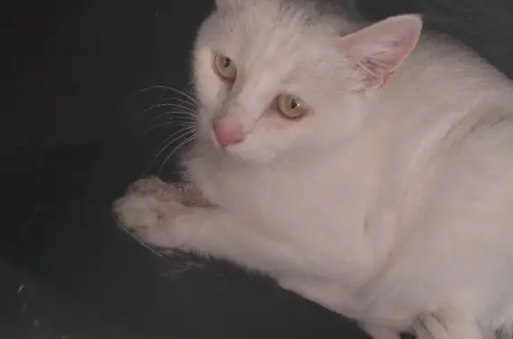 Пропала белая кошка с розовым ошейником в Иссадском поселении