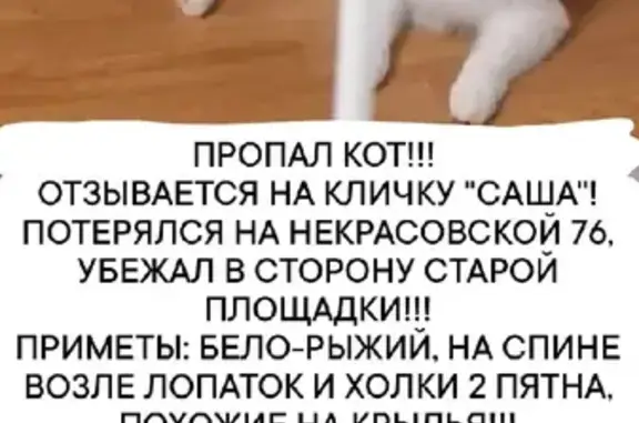 Пропал кот Саша на Некрасовской, 76, Владивосток