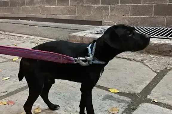 Найдена собака на пл. Декабристов, черного цвета с белым пятном.
