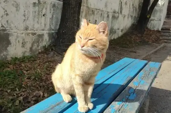 Кошка на лавочке возле ХГУЭП, Анюйская ул.