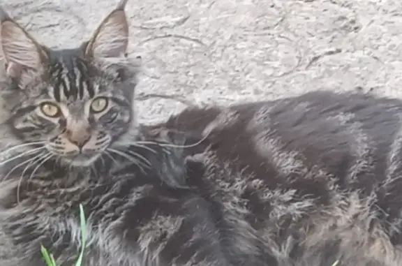 Пропала кошка Мей Кун на Рощевой, 16 в Красноярске