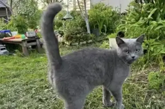Пропала кошка Пуся Мякса в Вологодской области