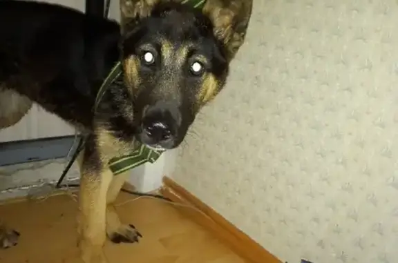 Найдена собака на улице Титова, 38 в Екатеринбурге