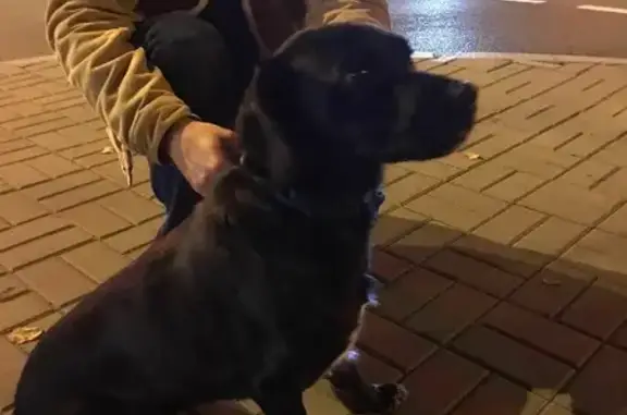 Найдена ласковая собака возле Комсомольской площади