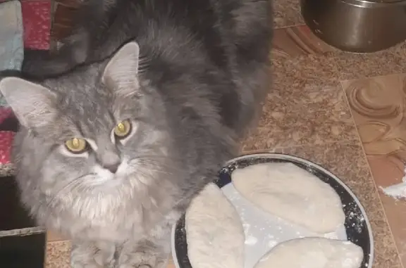 Кошки потеряшки, Новосибирск, фото: Потеряшка кошка на Киевской улице, 23 в Новосибирске