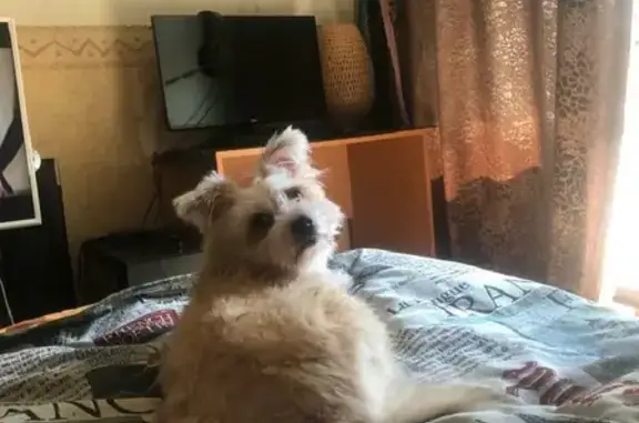 Собаки потеряшки, Москва, фото: Потеряшка собака Метит на ул. Героев Панфиловцев, Москва