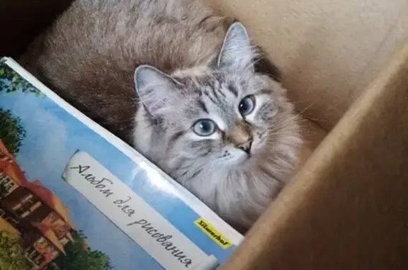 Кошки потеряшки, Новосибирск, фото: Потеряшка кошка на Первомайской, Новосибирск