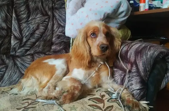 Собака Спаниель найдена на ул. Папанина, 48 в Асбесте