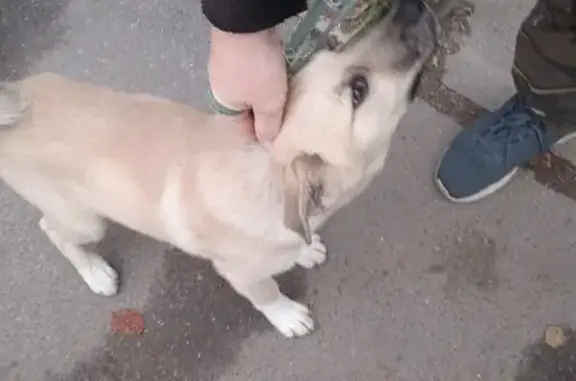 Собака найдена на улице Руднева, СПб.