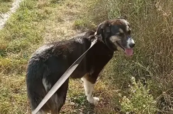 Пропала собака Луна на Михайловском шоссе, Рязань