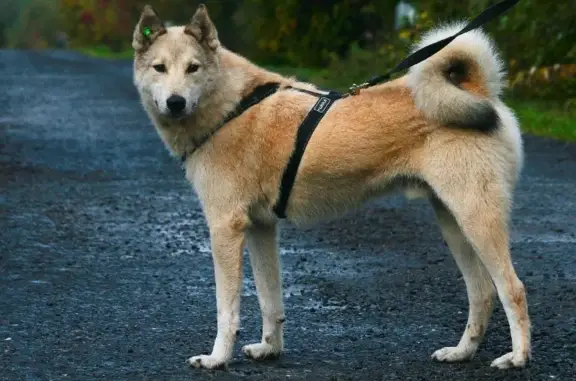 Найдена собака в Истринском районе МО, ищу хозяев.