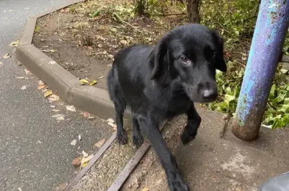 Найдена собака на улице Маршала Чуйкова в Казани