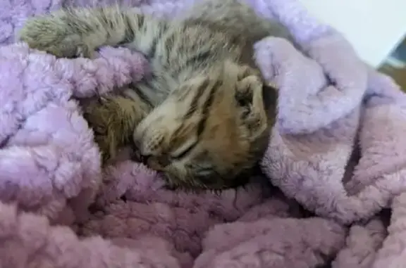 Найдена кошка Котёнок девочка в Казани