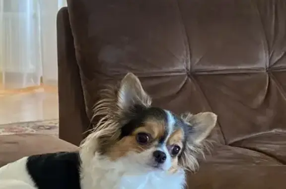 Собаки потеряшки, Москва, фото: Потеряшка собака: Дуня, Керамический проезд 47 к2, Москва