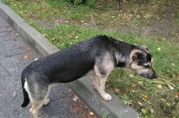 Найдена собака на пр. Патриотов, 61 в Воронеже