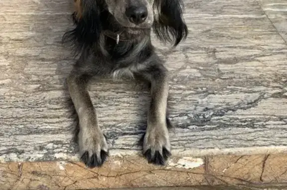 Собака найдена на улице Полины Осипенко, 3 в Краснодаре.