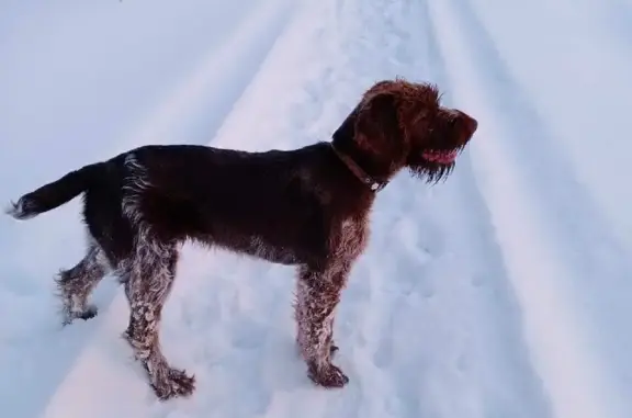 Пропала собака в районе Ширяево, Раменский округ