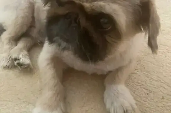 Собака породы пекинес найдена на Новокосинской улице, 13 к2, Москва