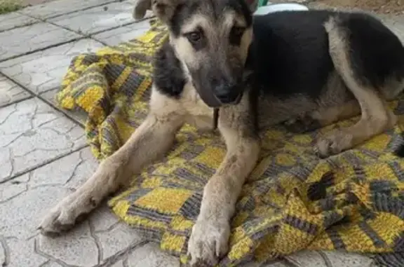 Собака найдена на улице Островского, Ковров