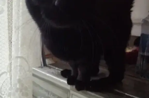 Пропала черная кошка на ул. Ворошилова, 133А, Серпухов