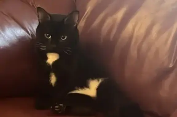 Кошки потеряшки, Санкт-Петербург, фото: Потеряшка кошка 