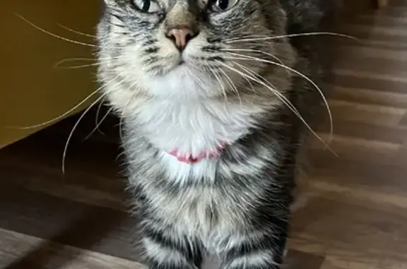 Найдена кошка на Доломановском переулке, Ростов-на-Дону