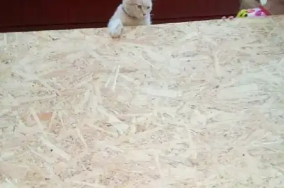 Потерянные животные Тамбов, фото: Пропал кот Валера на Узловой улице, Тамбов.