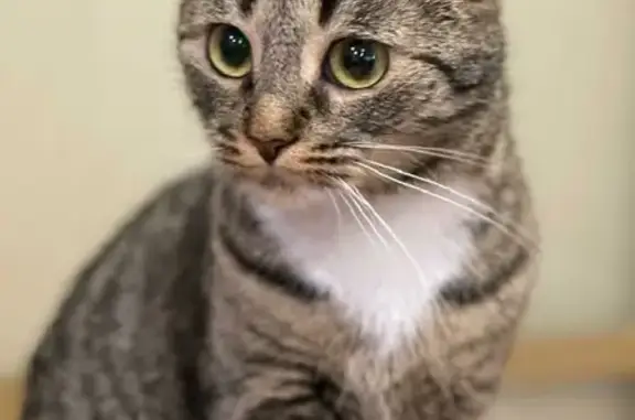 Кошки потеряшки, Москва, фото: Потеряшка кошка на Онежской 28/1 в Москве