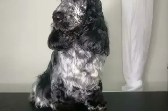 Собаки потеряшки, Орехово-Зуевский городской округ, фото: Потеряшка глухая английская кокер-девочка Соня, Московская обл. +7910-469-12-15