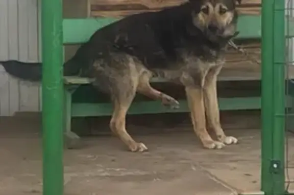 Пропала собака Махно в Воскресенке, Самарская область