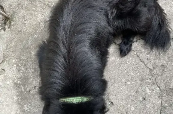 Собака ищет хозяина на Гоголя, 27 в Севастополе.